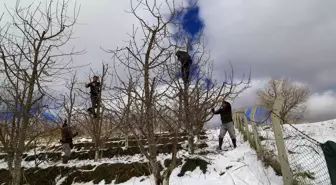 Toroslar'daki kiraz bahçeleri kar altında yeni sezona hazırlanıyor