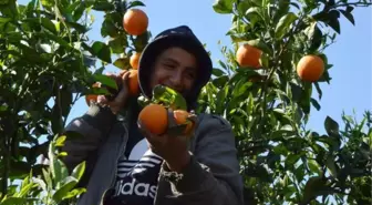 Serik ilçesinde Valensiya portakalının hasadına başlandı