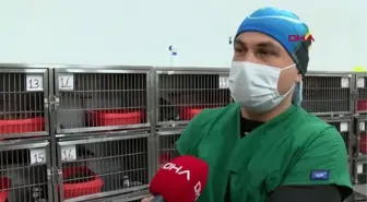 İZMİR Anne kedinin veterinere getirdiği yavrular sahiplenildi