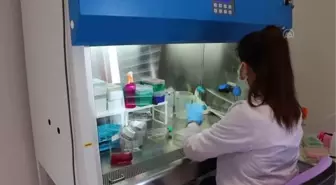 Son dakika haber... NKÜ'de kanser tedavisinde kullanılan hücresel immün tedavisi aşı çalışmalarında sona yaklaşıldı