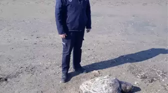 Son dakika... Ayvalık sahilinde ölü caretta caretta bulundu