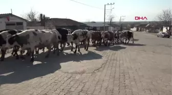 EDİRNE Edirne'de 1 köy karantinaya alındı, 3 okulda eğitime ara verildi