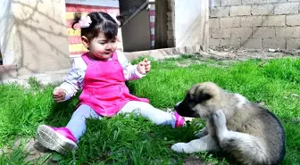 Minik Nisa'ya köpek hediyesi