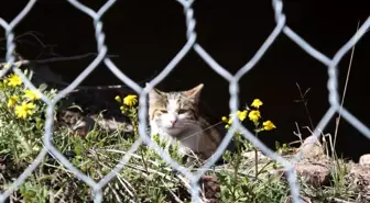 Tel örgülerde mahsur kalan kedi kurtarıldı