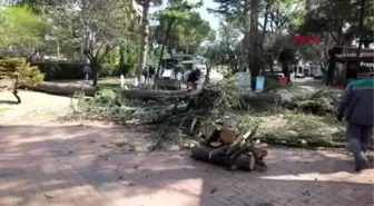 BALIKESİR Fırtına asırlık sedir ağacını devirdi