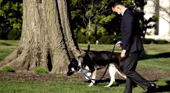 Biden'ın köpeği bir çalışanı ısırdı