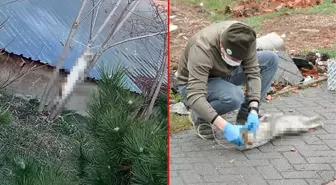 Bunun adı vahşet! Okul bahçesinde ağaca asılı kedi bulundu