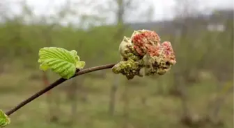 Fındıkta, 'kozalak akarı' tehlikesi