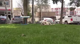 ŞANLIURFA - Siverek Belediye Başkanı Ayşe Çakmak küçük Dicle'nin talebine duyarsız kalmadı