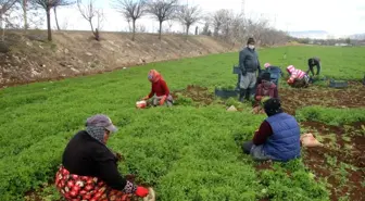 Güneydoğu'nun sebzesi Suriye sınırından