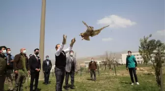 Şırnak Valisi, 20 gün tedavi uygulanan puhuyu doğaya saldı