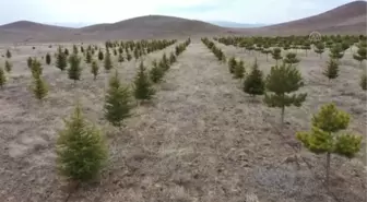 Köyünde orman oluşturmak için 7 yılda yaklaşık 10 bin fidan dikti