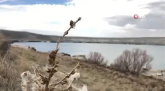 Acıgöl'de su seviyesi düşüyor çatlaklar oluşuyor