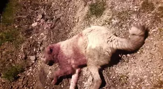 Çoban köpeklerinin öldürülmesi tepkiye yol açtı