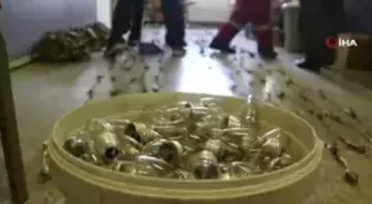 450 yıllık Osmanlı geleneği yaşatılıyor