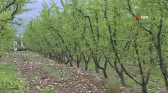 Erkenci şeftali geç kalacak, ilk hasat haziran sonu yapılabilecek