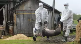 Koronanın çıkış noktası olan Çin'den bir korkutan haber daha: Çiftlikte domuz vebası tespit edildi