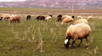 MUŞ OVASI YEŞİLE BÜRÜNDÜ, KÜÇÜKBAŞ HAYVANLAR MERAYA ÇIKARILDI