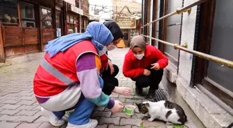 Safranbolu'dan Genç Kızılay faaliyete başladı