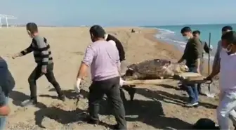 Caretta caretta ölüsü kıyıya vurdu