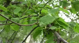 Fındıkta yeni tehlike: Kozalak akarı