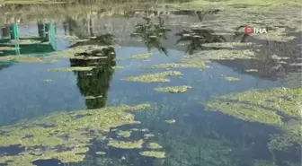 Denizli'nin 'Kaplumbağa terbiyecisi' su kaplumbağalarını yalnız bırakmıyor