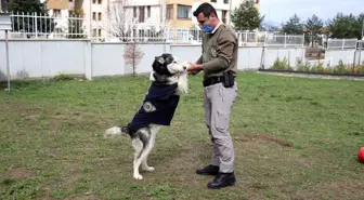 Son dakika haberi... Polisler ölmek üzereyken buldukları köpeği sağlığına kavuşturdu