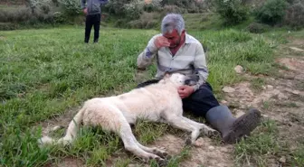 Emekli polis olduğunu söyleyen kişi, çobanın köpeğini gözleri önünde öldürdü