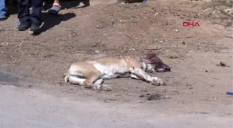 ANTALYA İKİZLERİNİN ACISIYLA AVUNDUĞU İKİ KÖPEĞİ VURULDU, GÖZYAŞLARINI TUTAMADI