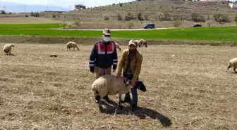 Son dakika... Elazığ'da kayıp koyunlar jandarma tarafından bulundu