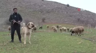 İnsan boyunda çoban köpekleriyle çiftlik kurdu