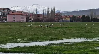 Leylekler göç yolunda Mahmut köyünde konakladı