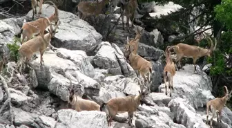 Ekipler kaçak avcılara göz açtırmıyor