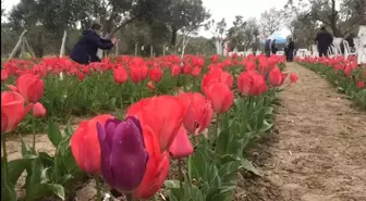 İzmir'de iki kadın girişimci gözü gibi baktığı lalelerin hasadını yaptı