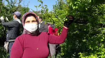 Göksu Vadisi'nde açıkta hasat edilen eriğin kilosu 40 TL'den satışa sunuldu