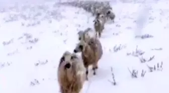 Kar yağışını sosyal medya hesabından canlı yayınla paylaşan vatandaşın takipçileri ile diyaloğu güldürdü