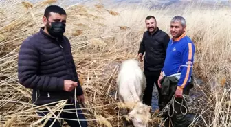 Sazlık alanda mahsur kalan büyükbaş hayvanlar kurtarıldı