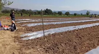 Don tehlikesi geçti, salatalık ekimleri hızlandı