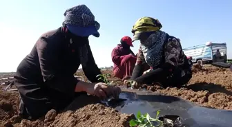 Suriye sınırında biber fideleri toprakla buluşmaya başladı