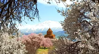 Badem çiçekleriyle süslenen Akdamar Adası'nda görsel şölen