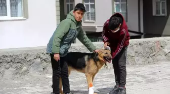 İşkence edilen köpeğe çocuklar sahip çıktı