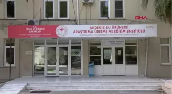 'JAPON BALIĞINA GÜZELLİK KATAN RENKLİ TOPAKLAR, ASLINDA BİR ÇEŞİT UR'