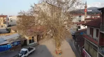 Kesmeye kıyamadıkları 'asırlık çınar ağacı' yol ortasında kaldı