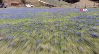 Mor Yayla'nın Mavi Yıldız çiçekleri açtı