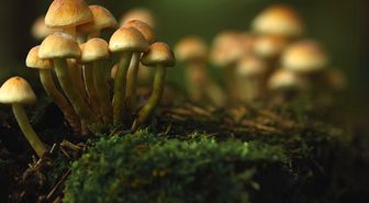 Sihirli olarak bilinen mantar, içindeki bir madde nedeniyle depresyonu tedavi ediyor