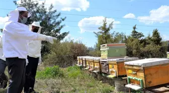 Bilecik'te arılarda 'varroa hastalığı' ile mücadele projesi