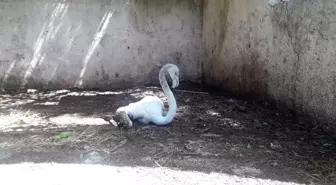 Yavru flamingo doğal yaşam alanına salınacak