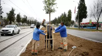 3. Etap Raylı Sistem güzergahı ağaçlandırılıyor