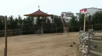 Darıca Hayvanat Bahçesi pandemide ilgi görüyor