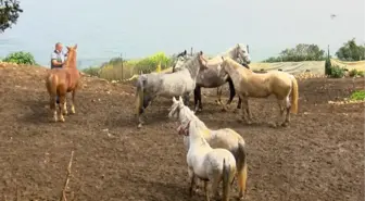 Adalar'dan Hatay'a gönderilen 99 atın kaybolduğu iddiasına çifte soruşturma